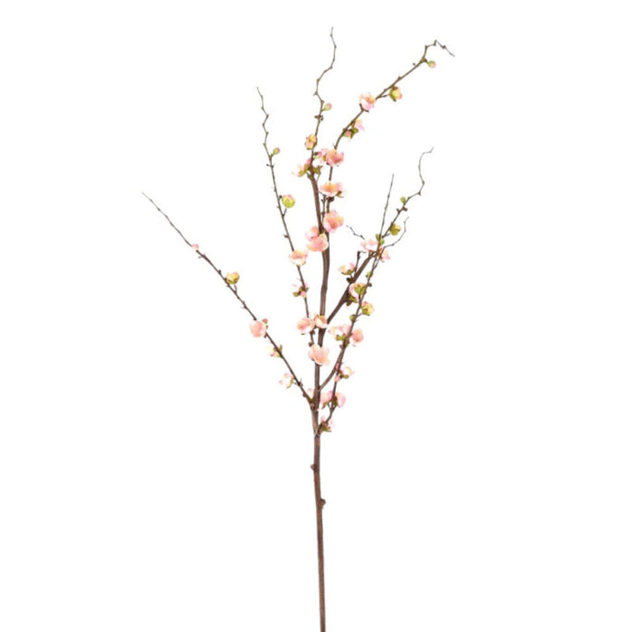 Pink Quince Blossom Stem